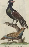 An illustration from (Band 4): Viertes Hundert (1802)