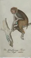An illustration from (Band 4): Viertes Hundert (1802)