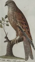 An illustration from (Band 4): Viertes Hundert (1802)