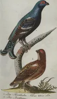 An illustration from (Band 4): Viertes Hundert (1802)
