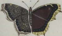 An illustration from (Band 4): Viertes Hundert (1802)