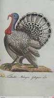 An illustration from (Band 4): Viertes Hundert (1802)