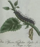 An illustration from (Band 4): Viertes Hundert (1802)