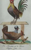 An illustration from (Band 4): Viertes Hundert (1802)