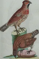 An illustration from (Band 4): Viertes Hundert (1802)