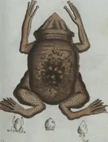 An illustration from (Band 4): Viertes Hundert (1802)