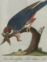 An illustration from (Band 4): Viertes Hundert (1802)
