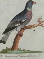 An illustration from (Band 4): Viertes Hundert (1802)
