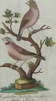 An illustration from (Band 4): Viertes Hundert (1802)