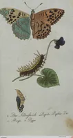 An illustration from (Band 4): Viertes Hundert (1802)