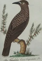 An illustration from (Band 4): Viertes Hundert (1802)