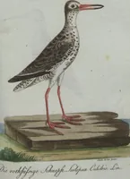 An illustration from (Band 4): Viertes Hundert (1802)