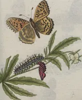 An illustration from (Band 4): Viertes Hundert (1802)