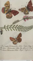 An illustration from (Band 4): Viertes Hundert (1802)