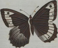 An illustration from (Band 4): Viertes Hundert (1802)