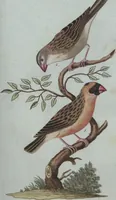 An illustration from (Band 4): Viertes Hundert (1802)