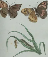 An illustration from (Band 4): Viertes Hundert (1802)