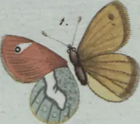 An illustration from (Band 4): Viertes Hundert (1802)