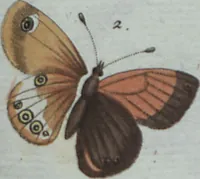 An illustration from (Band 4): Viertes Hundert (1802)