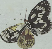 An illustration from (Band 4): Viertes Hundert (1802)
