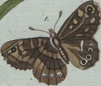 An illustration from (Band 4): Viertes Hundert (1802)