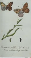 An illustration from (Band 4): Viertes Hundert (1802)