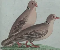 An illustration from (Band 4): Viertes Hundert (1802)