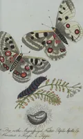 An illustration from (Band 4): Viertes Hundert (1802)