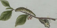 An illustration from (Band 4): Viertes Hundert (1802)