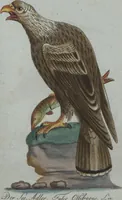 An illustration from (Band 4): Viertes Hundert (1802)