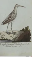 An illustration from (Band 4): Viertes Hundert (1802)