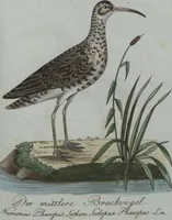 An illustration from (Band 4): Viertes Hundert (1802)