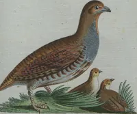 An illustration from (Band 4): Viertes Hundert (1802)