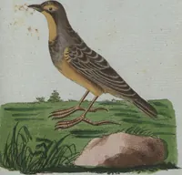 An illustration from (Band 4): Viertes Hundert (1802)