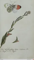 An illustration from (Band 4): Viertes Hundert (1802)