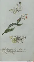 An illustration from (Band 4): Viertes Hundert (1802)
