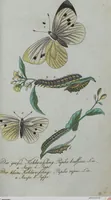 An illustration from (Band 4): Viertes Hundert (1802)