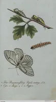 An illustration from (Band 4): Viertes Hundert (1802)