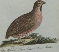 An illustration from (Band 4): Viertes Hundert (1802)