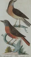 An illustration from (Band 4): Viertes Hundert (1802)