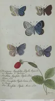 An illustration from (Band 4): Viertes Hundert (1802)