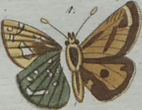 An illustration from (Band 4): Viertes Hundert (1802)