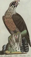 An illustration from (Band 4): Viertes Hundert (1802)