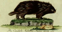 An illustration from (Band 5): Fünftes Hundert (1804)