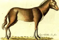 An illustration from (Band 5): Fünftes Hundert (1804)