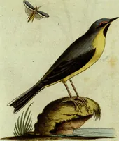 An illustration from (Band 5): Fünftes Hundert (1804)