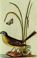 An illustration from (Band 5): Fünftes Hundert (1804)
