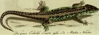 An illustration from (Band 5): Fünftes Hundert (1804)