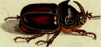 An illustration from (Band 5): Fünftes Hundert (1804)