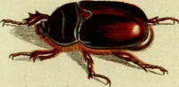 An illustration from (Band 5): Fünftes Hundert (1804)